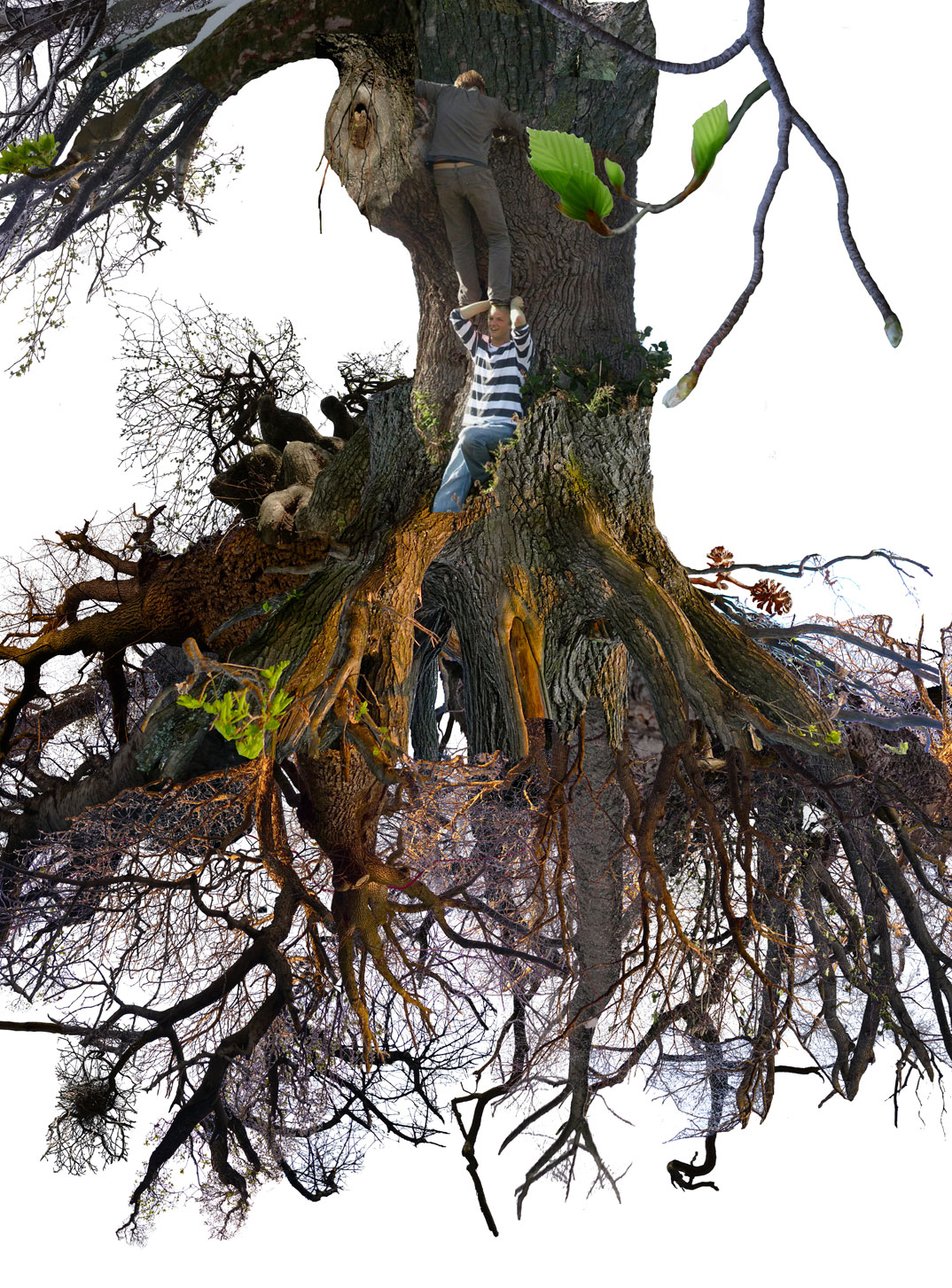 Art of Climbing Trees